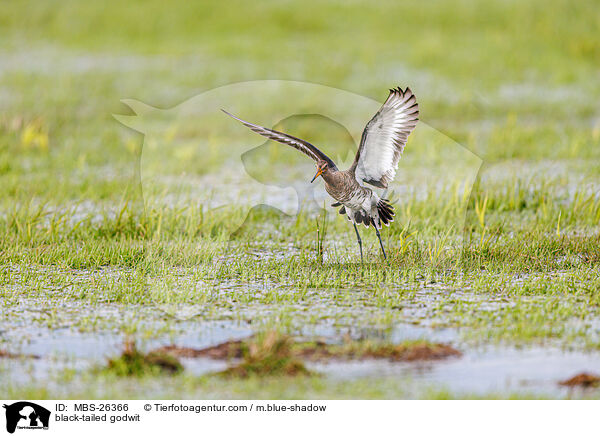 black-tailed godwit / MBS-26366