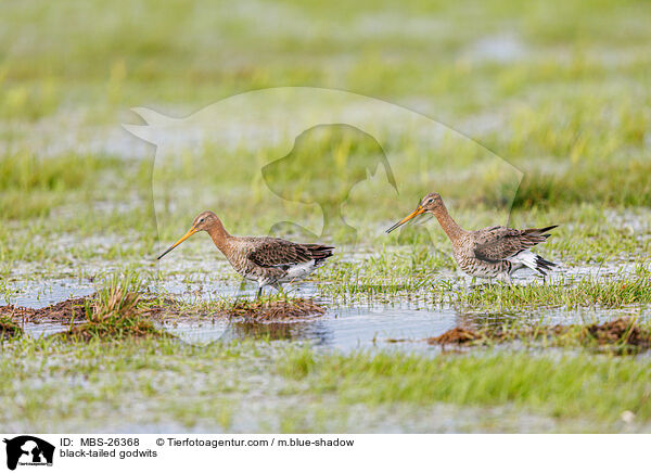 Uferschnepfen / black-tailed godwits / MBS-26368