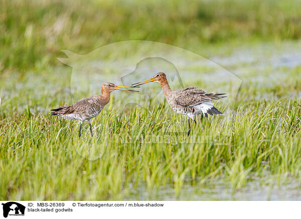black-tailed godwits / MBS-26369