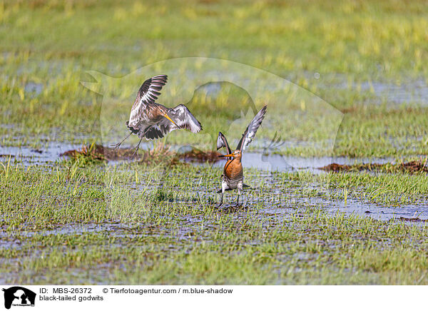 Uferschnepfen / black-tailed godwits / MBS-26372