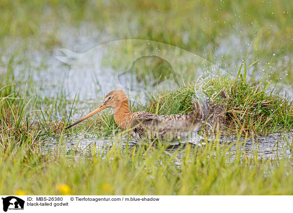 black-tailed godwit / MBS-26380