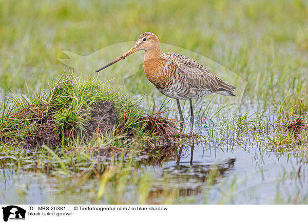 Uferschnepfe / black-tailed godwit / MBS-26381