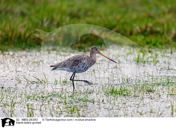 Uferschnepfe / black-tailed godwit / MBS-26383