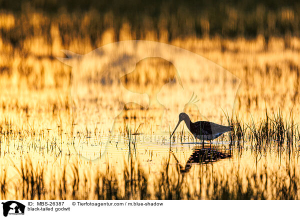 Uferschnepfe / black-tailed godwit / MBS-26387