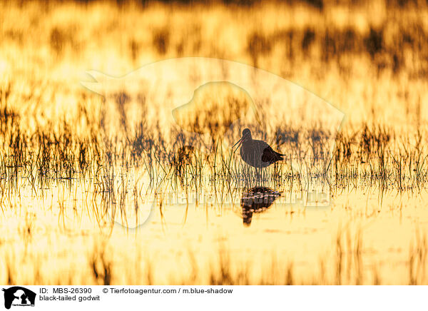 black-tailed godwit / MBS-26390