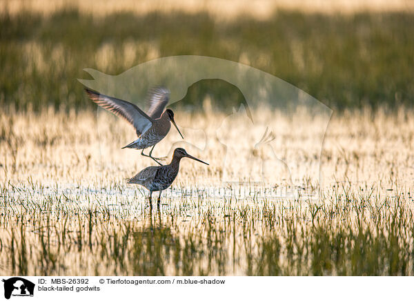 Uferschnepfen / black-tailed godwits / MBS-26392