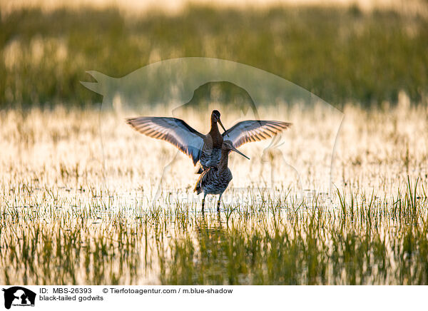 Uferschnepfen / black-tailed godwits / MBS-26393