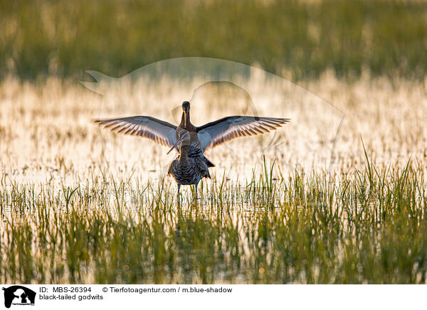 Uferschnepfen / black-tailed godwits / MBS-26394