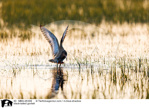 black-tailed godwit / MBS-26398