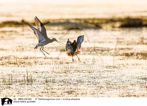 black-tailed godwits / MBS-26399