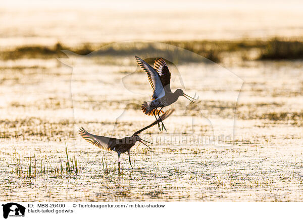 black-tailed godwits / MBS-26400
