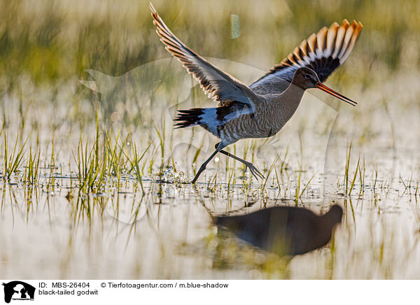 Uferschnepfe / black-tailed godwit / MBS-26404