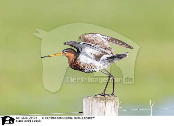 Uferschnepfe / black-tailed godwit / MBS-26405