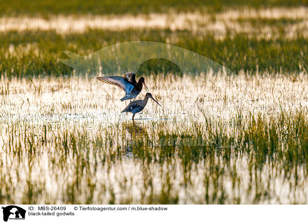 Uferschnepfen / black-tailed godwits / MBS-26409