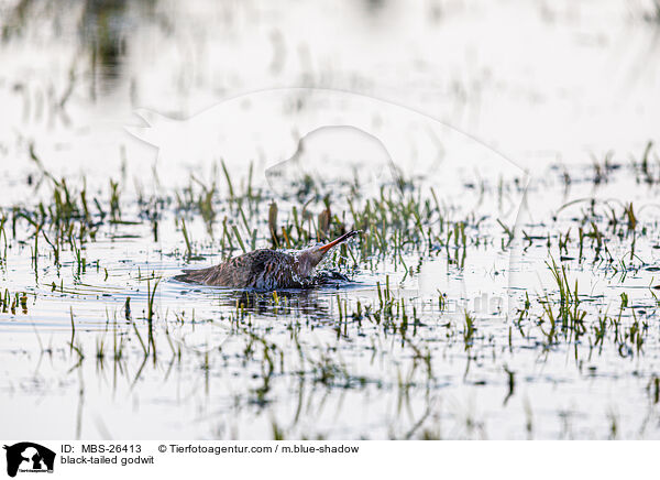 Uferschnepfe / black-tailed godwit / MBS-26413