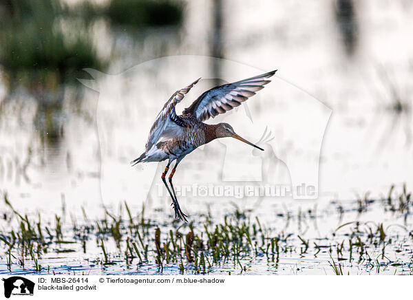 Uferschnepfe / black-tailed godwit / MBS-26414