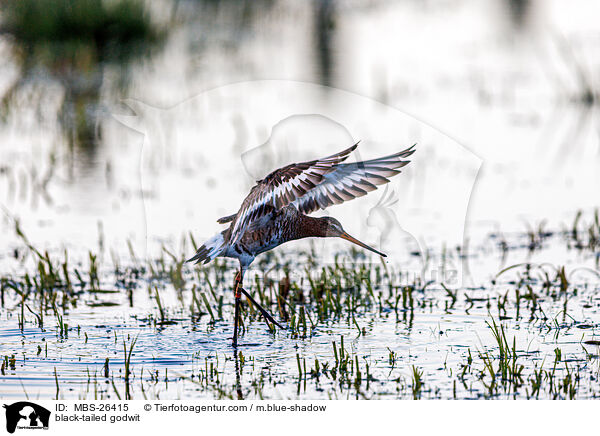 Uferschnepfe / black-tailed godwit / MBS-26415