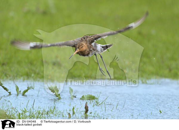 black-tailed godwit / DV-04048