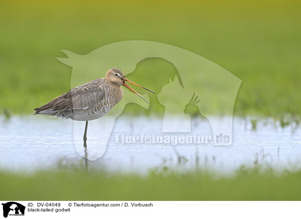 Uferschnepfe / black-tailed godwit / DV-04049