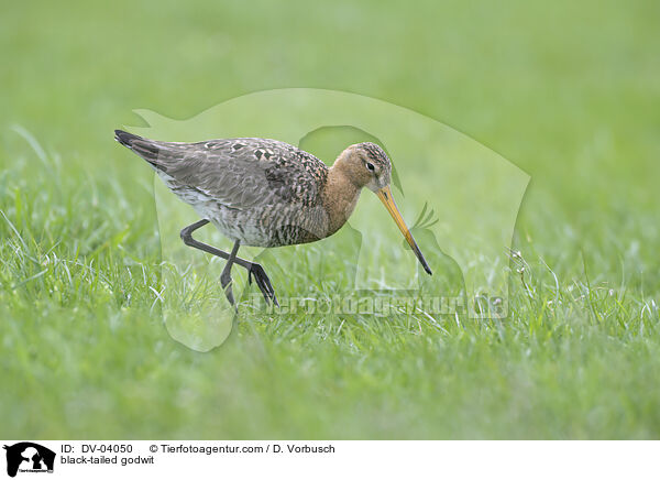 Uferschnepfe / black-tailed godwit / DV-04050