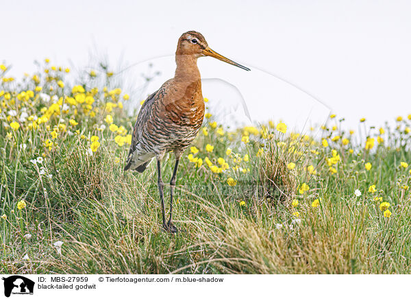 Uferschnepfe / black-tailed godwit / MBS-27959