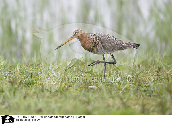 Uferschnepfe / black-tailed godwit / THA-10654
