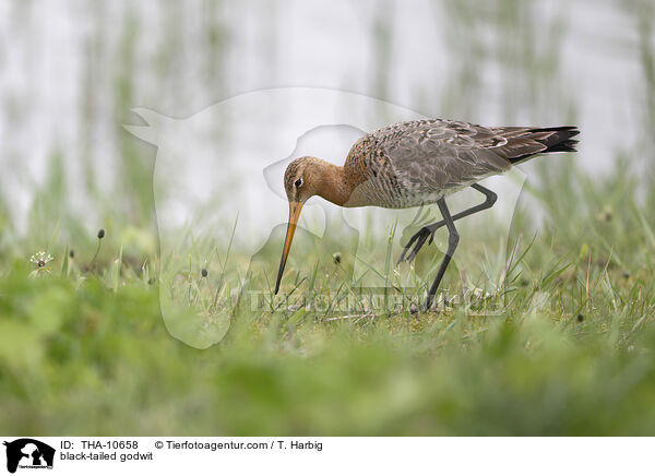 Uferschnepfe / black-tailed godwit / THA-10658