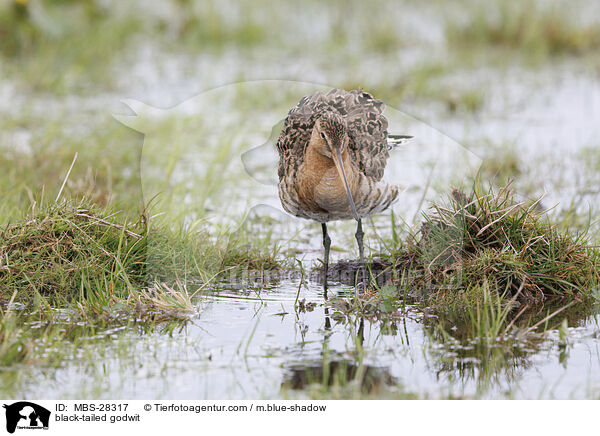 black-tailed godwit / MBS-28317