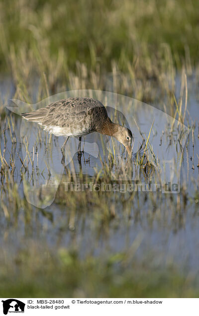 Uferschnepfe / black-tailed godwit / MBS-28480