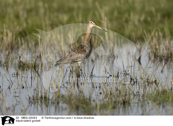 Uferschnepfe / black-tailed godwit / MBS-28483