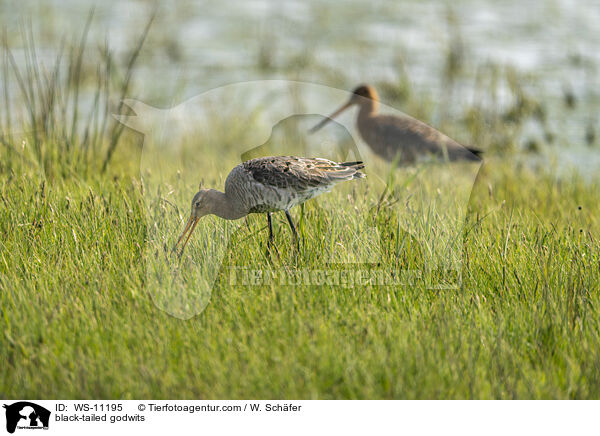 Uferschnepfen / black-tailed godwits / WS-11195
