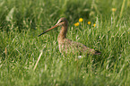 black-tailed godwit