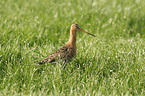 black-tailed godwit