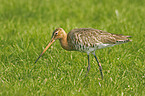 black-tailed godwit