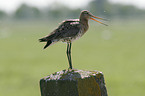 black-tailed godwit