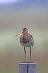 Black-tailed godwit