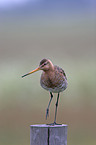 Black-tailed godwit