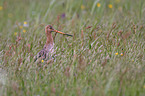 Black-tailed godwit