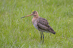 Black-tailed godwit