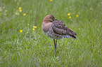 Black-tailed godwit