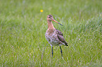 Black-tailed godwit