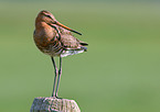 Black-tailed godwit