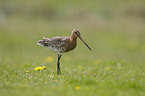 black-tailed godwit