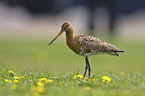 black-tailed godwit