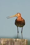 black-tailed godwit