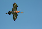 black-tailed godwit