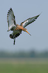 black-tailed godwit