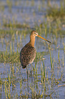 black-tailed godwit