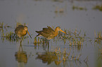 black-tailed godwits