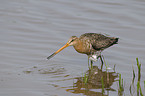 black-tailed godwit